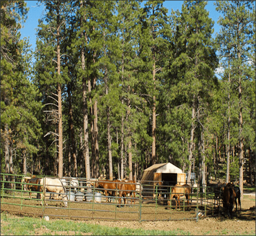 Horses at Allen's Trail Rides
